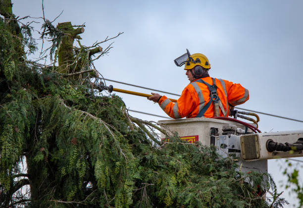 Best Tree Removal  in USA